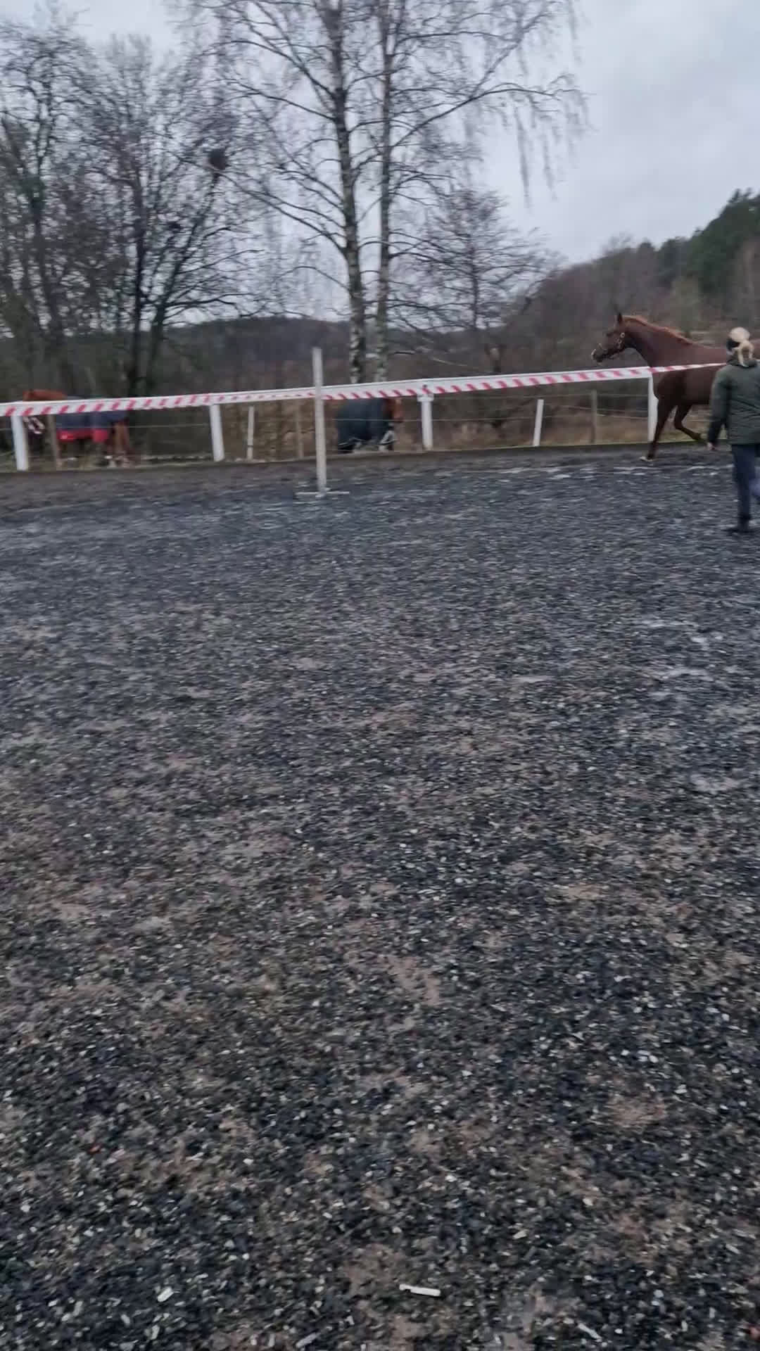 Dressyr hästar till salu: Mycket vackert selektionssto i Österhaninge - Video 2