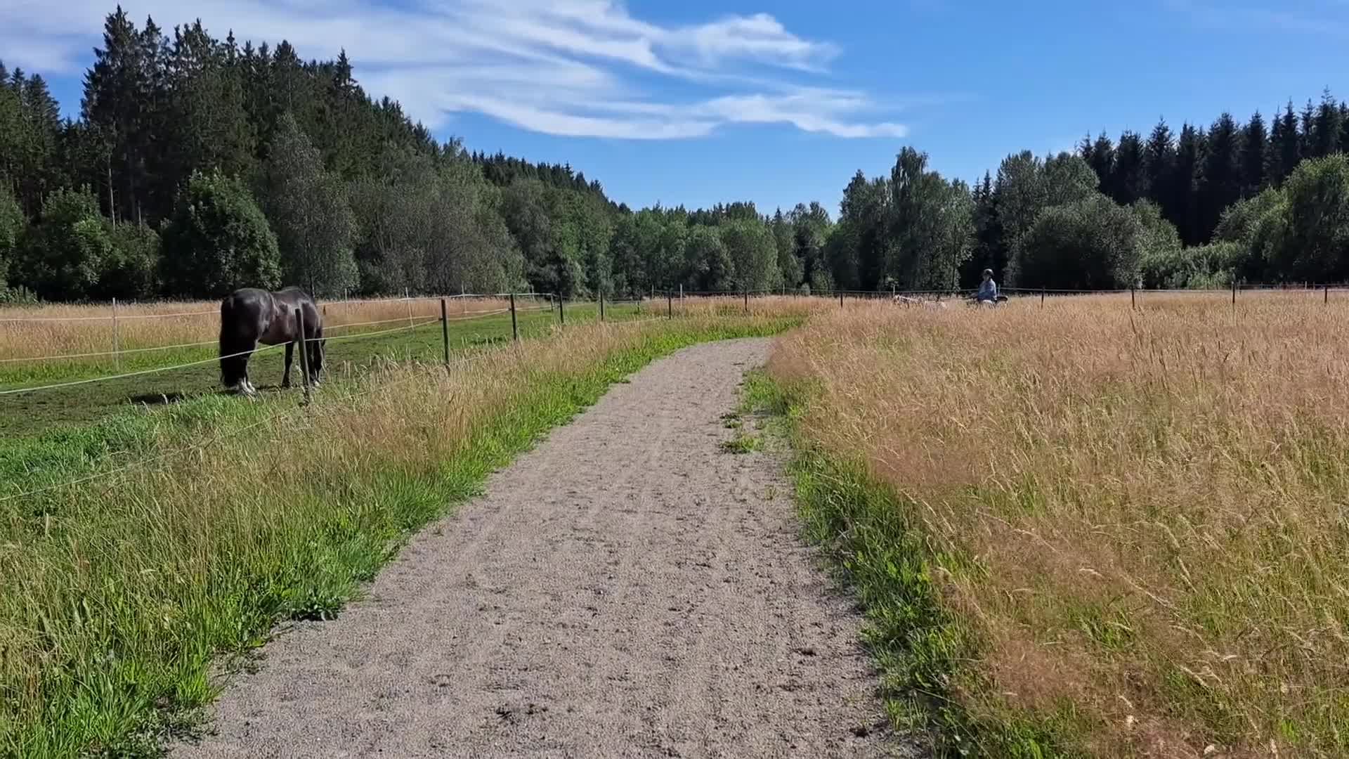 Övrigt hästar till salu: Inkörd "stor" minishetland - Video 2