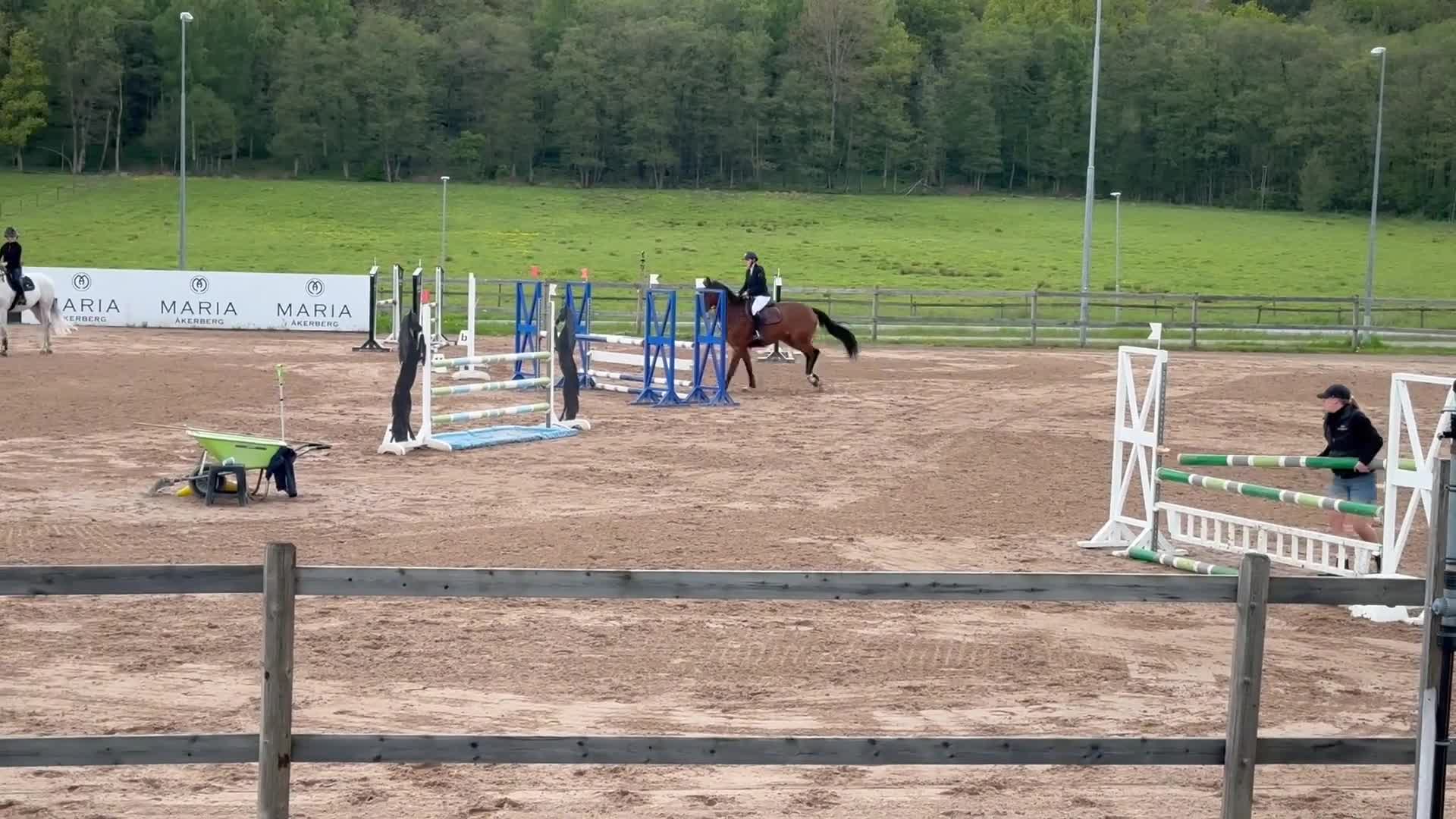Hoppning hästar till salu: Valack med stor potential  - Video 2