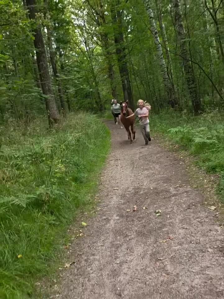 Hoppning hästar till salu: Välhanterad 1åring  - Video 5