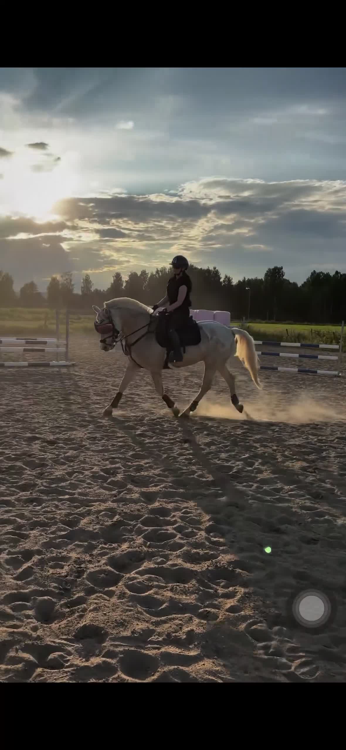 Allround hästar till salu: Fantastisk D-ponny i Sundsvall - Video 4