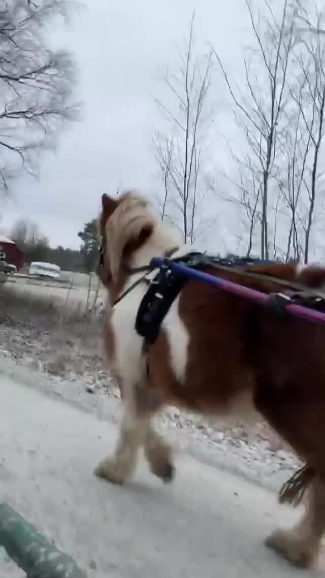 Utställning hästar till salu: Vackert avelssto! i Vetlanda - Video 1