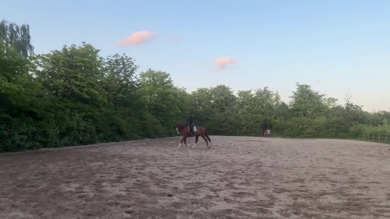 Dressyr hästar till salu: Stor ram dressyr häst - Video 1