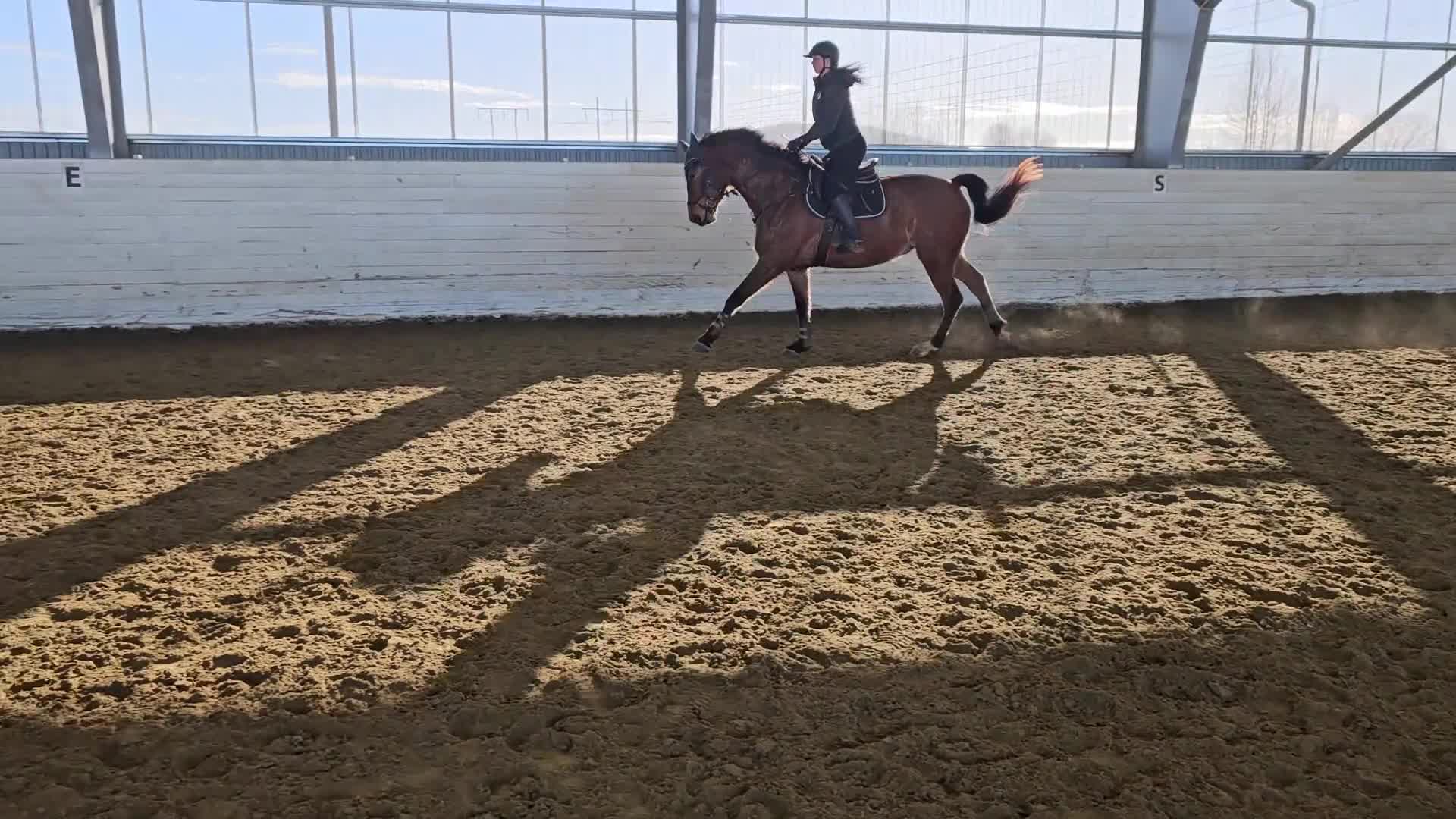 Hoppning hästar till salu: Lovande 4åring  - Video 2
