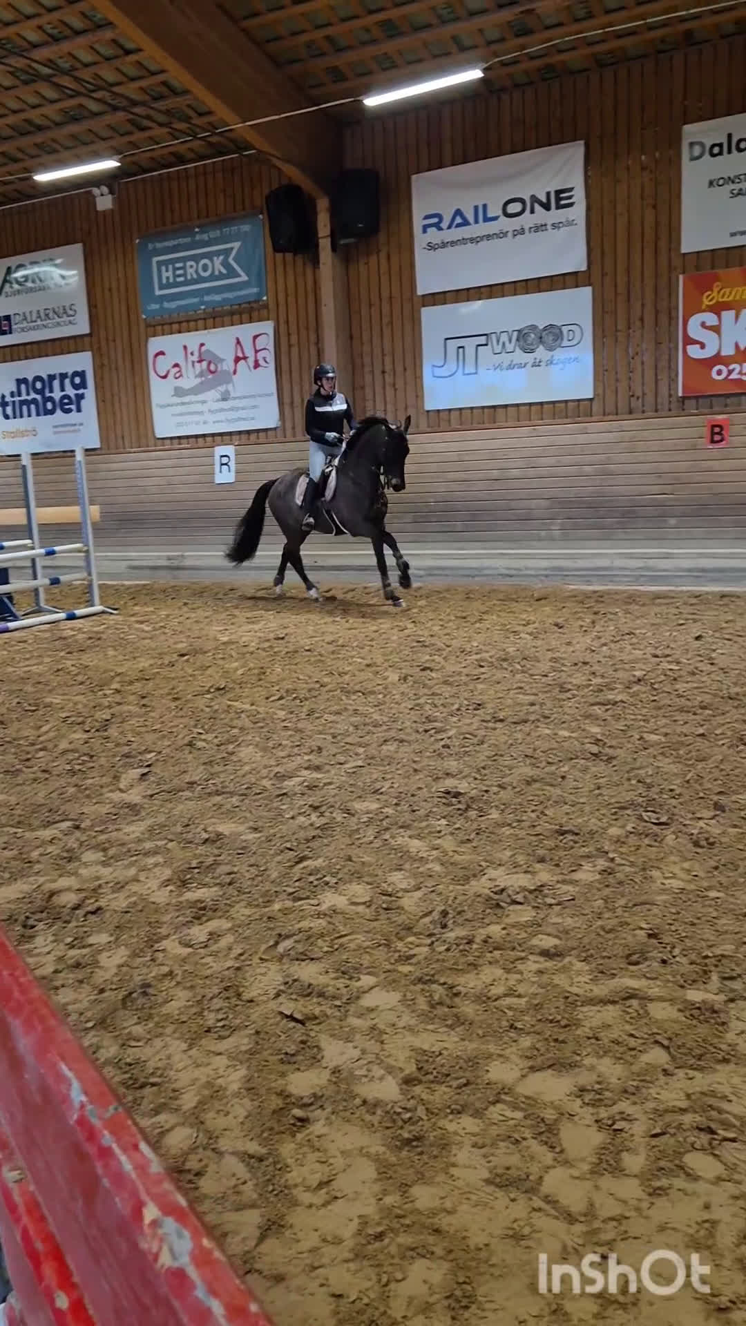 Allround hästar till salu: Superfin valack - Video 3