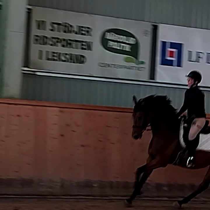 Dressyr hästar till salu: Din nästa stjärna  i Insjön - Video 2
