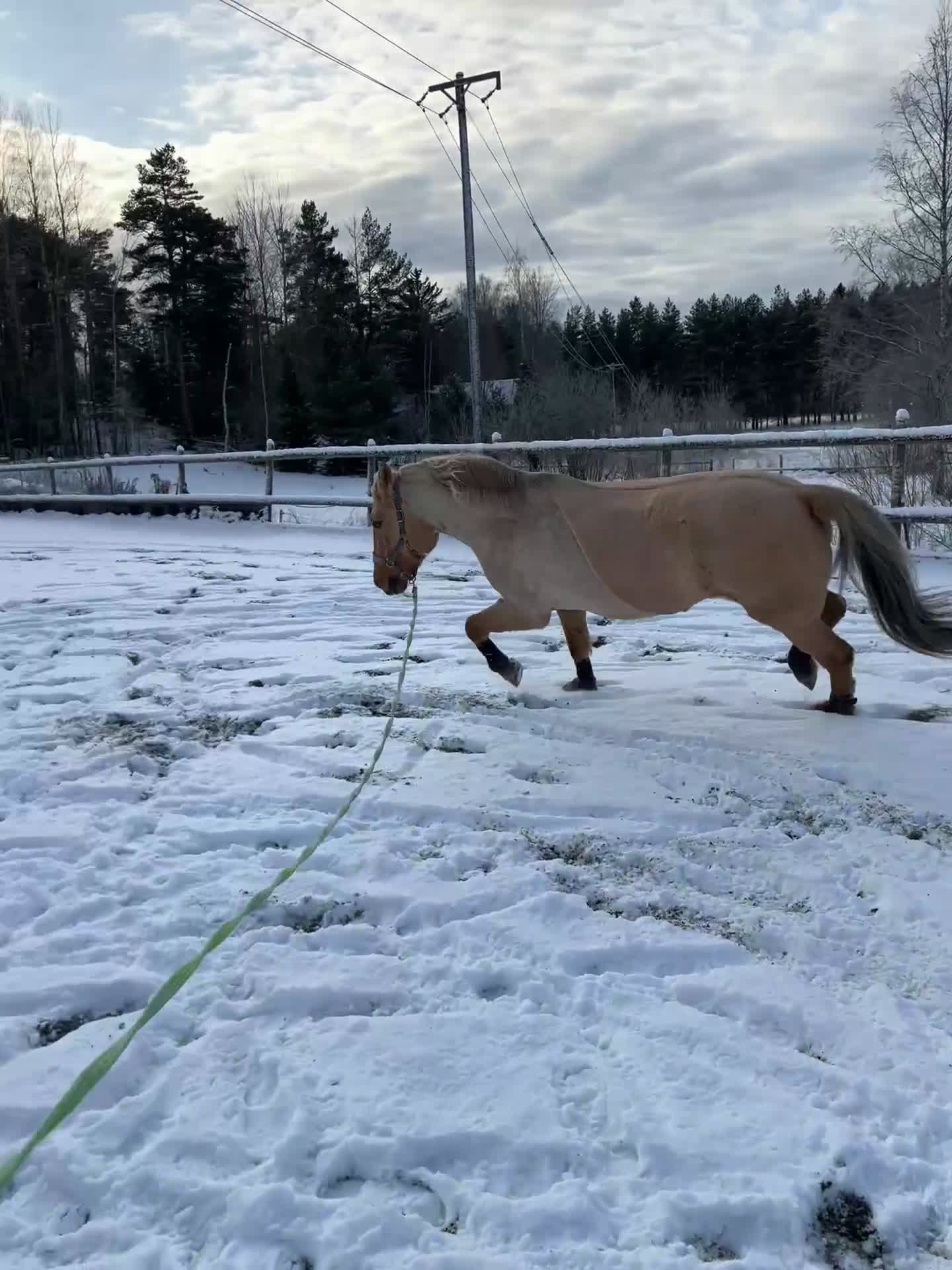 Allround hästar till salu: Fantastiskt sto utöver de vanliga! i Haninge - Video 5