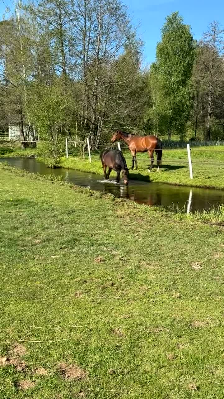 Fälttävlan hästar till salu: Positiv 4 åring.  - Video 2
