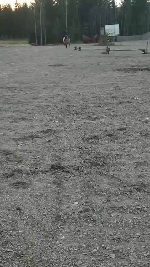 Körning hästar till salu: Charmig ponny till tuff ryttare! i Ljusdal - Video 2