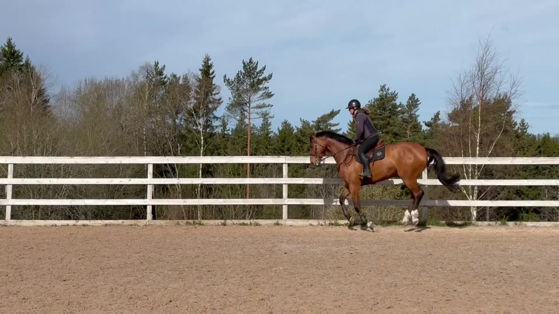Hoppning hästar till salu: Hopphäst  - Video 3