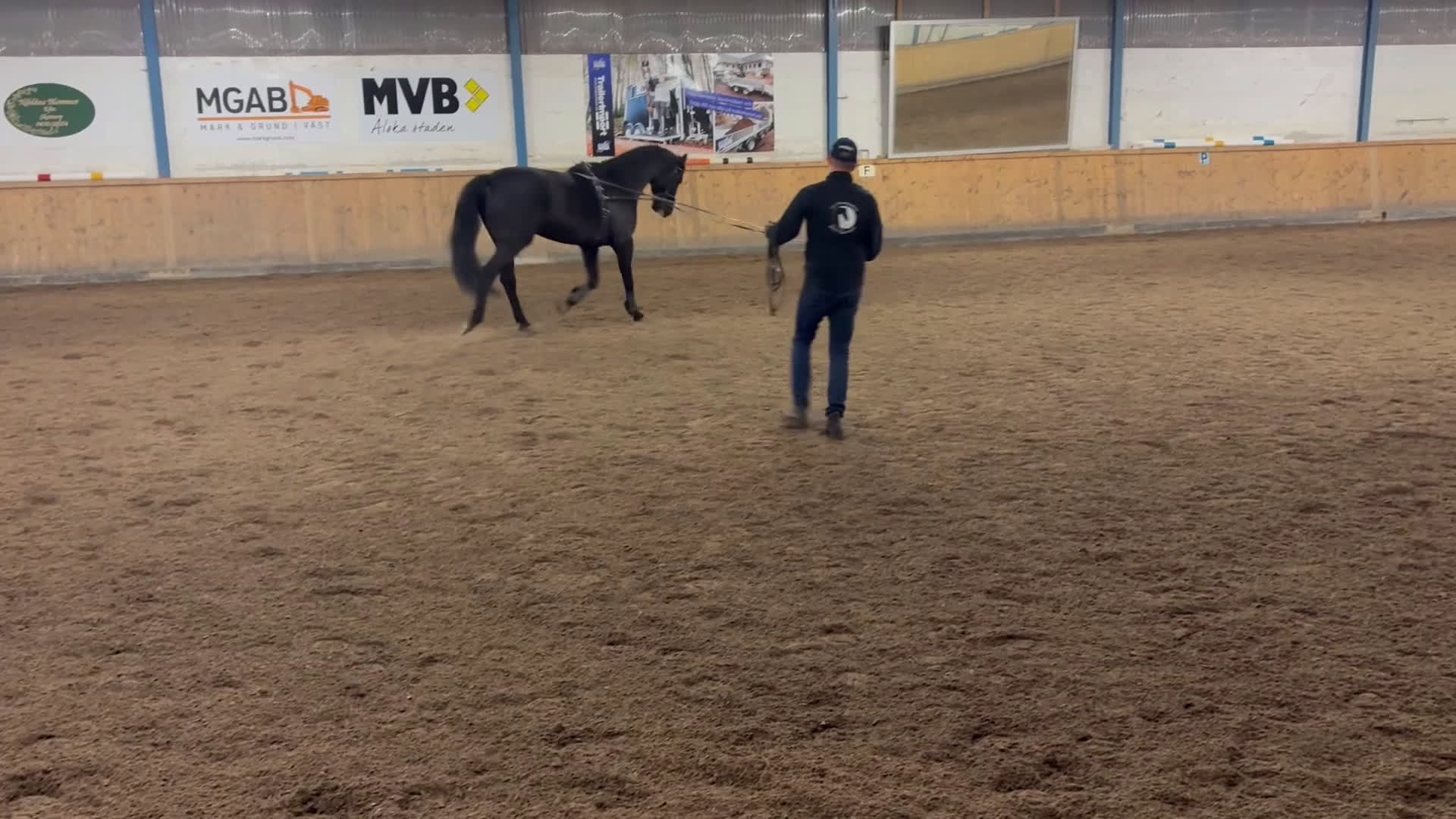 Allround hästar till salu: Lyxig hobbyhäst med utstrålning - Video 3