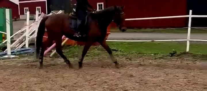 Allround hästar till salu: Formbar allroundvalack *nya filmer*  i Uppsala - Video 1