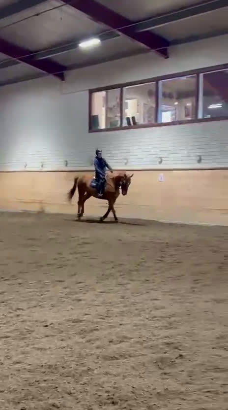 Hoppning hästar till salu: Hopphäst i Njurunda - Video 3