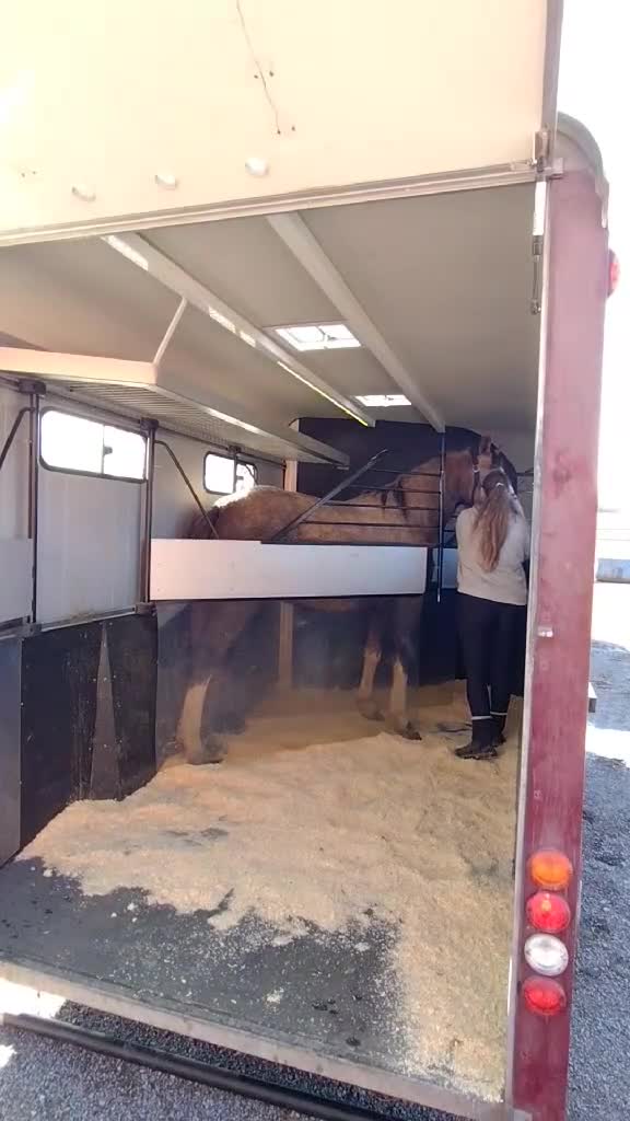 Hoppning hästar till salu: Trevlig välstammad valack! - Video 2