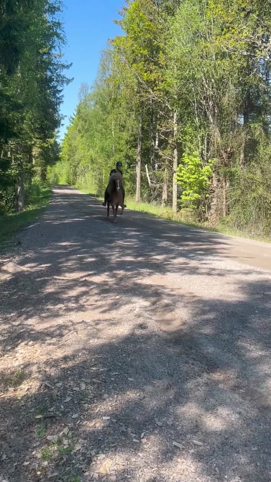 Island hästar till salu: Rolig valack med mycket att utveckla  - Video 5