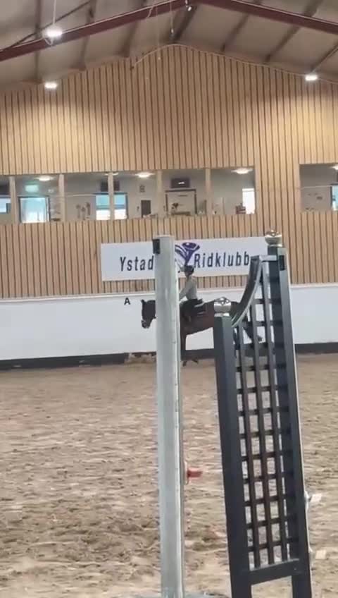 Hoppning hästar till salu: Sto med härlig personlighet ⭐️ - Video 3