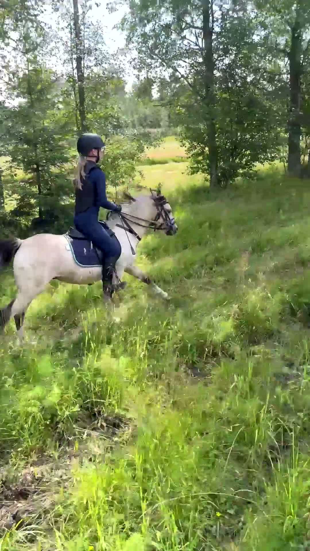 Allround hästar till salu: Charmig valack med framtiden framför sig  - Video 1