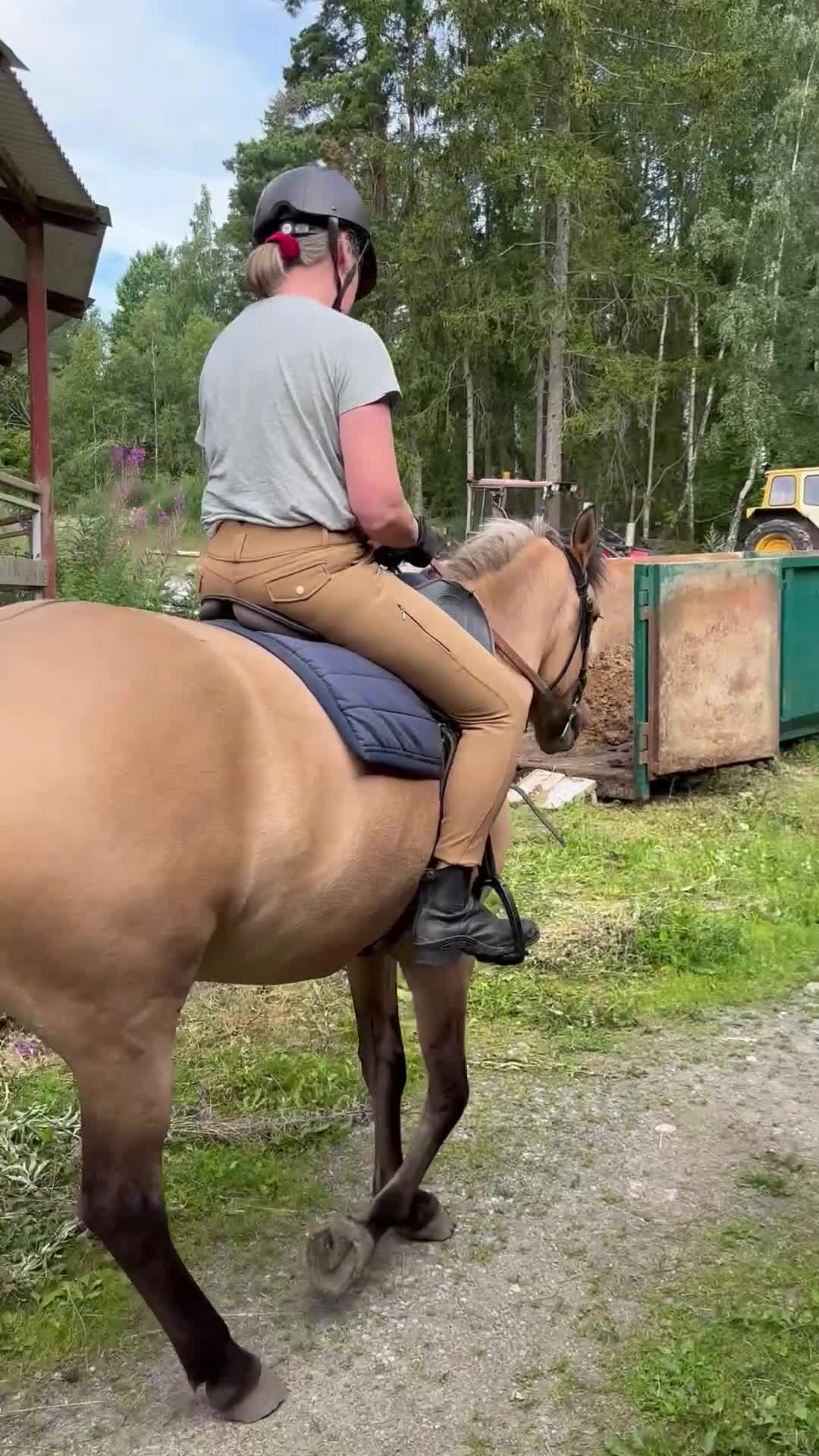 Allround hästar till salu: En blivande favorithäst - Video 2