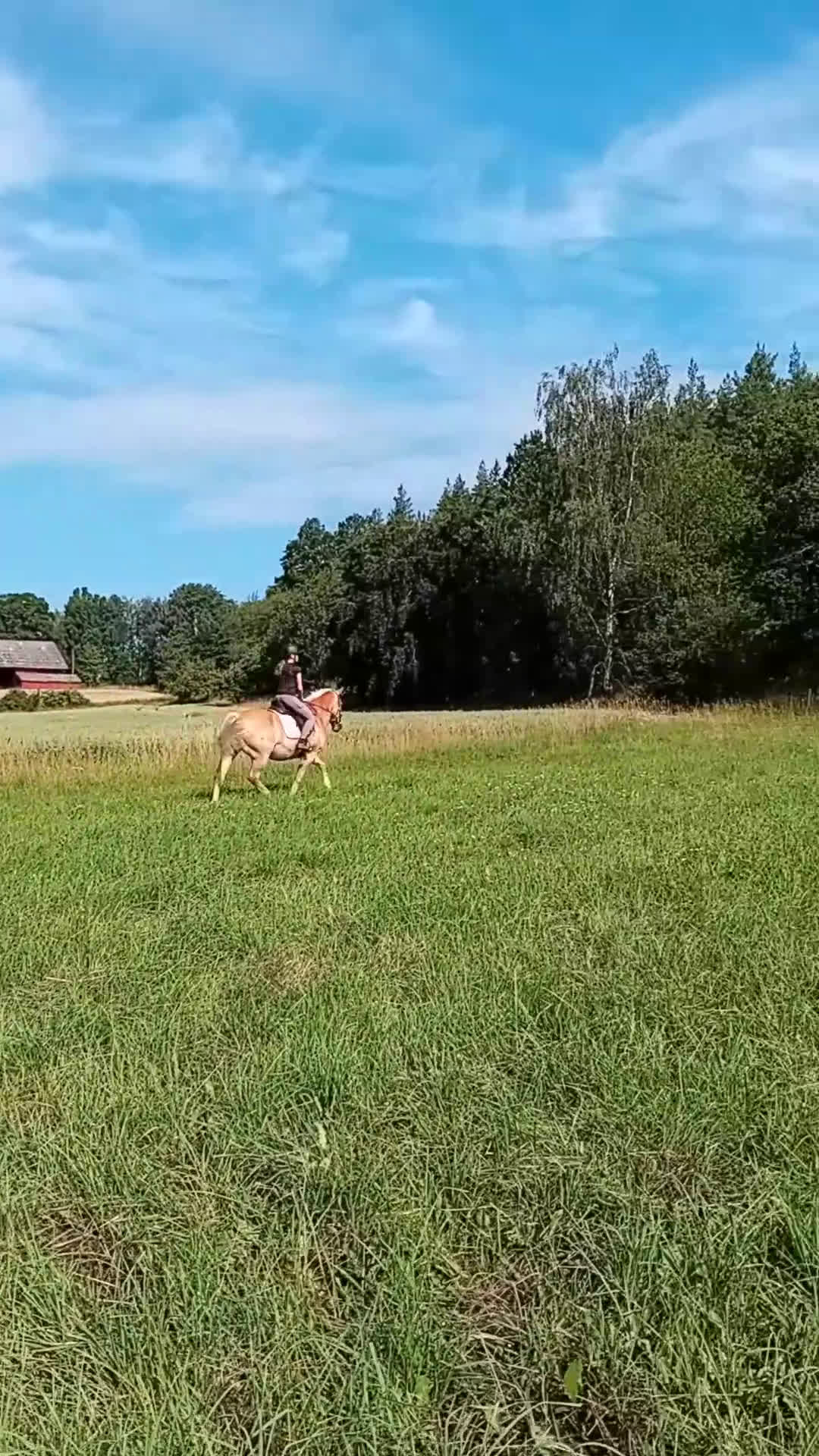 Allround hästar till salu: Söker nytt hem massa kärlek och långa uteritter  i Edsbruk - Video 2