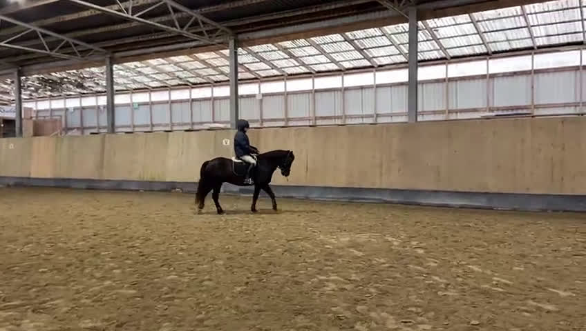 Hoppning hästar till salu: Ponny med härlig personlighet söker ny bästa vän i Malmö - Video 4