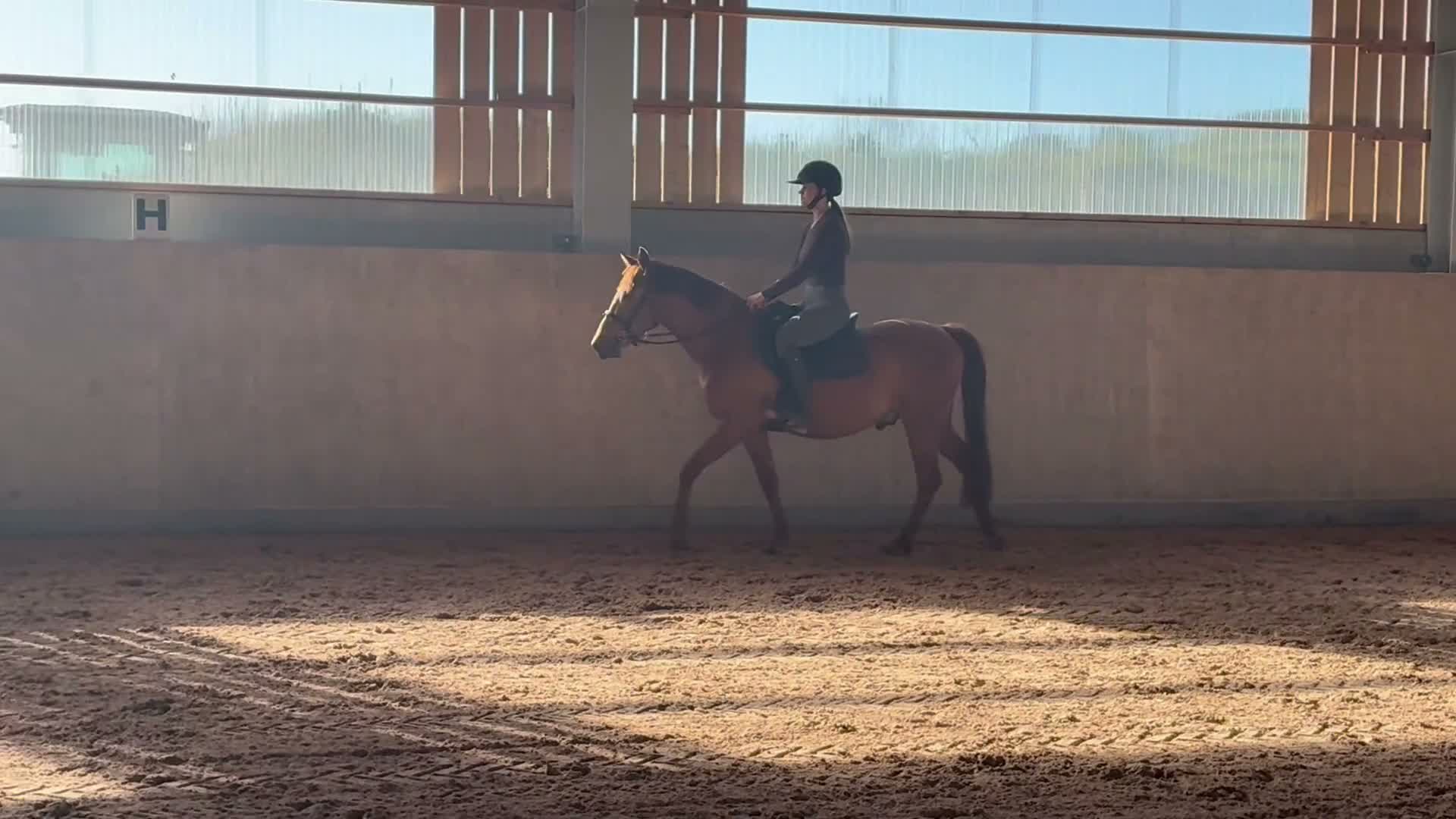Allround hästar till salu: Caratino en modig och klok ungponny  - Video 2