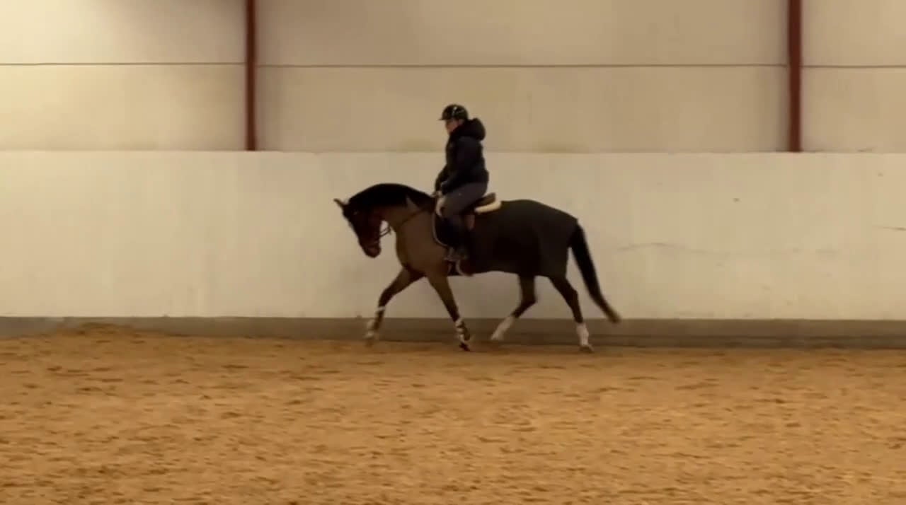 Dressyr hästar till salu: Fint sto e. Suarez - Cortez  - Video 3