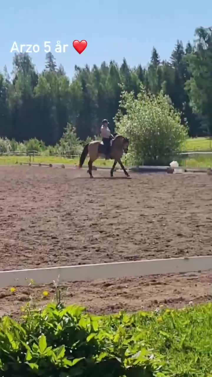 Working Equitation hästar till salu: Kvalitets valack  i Karlskoga - Video 1