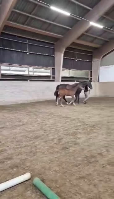 Hoppning hästar till salu: Snäll unghäst med riktigt bra hoppstam - Video 3