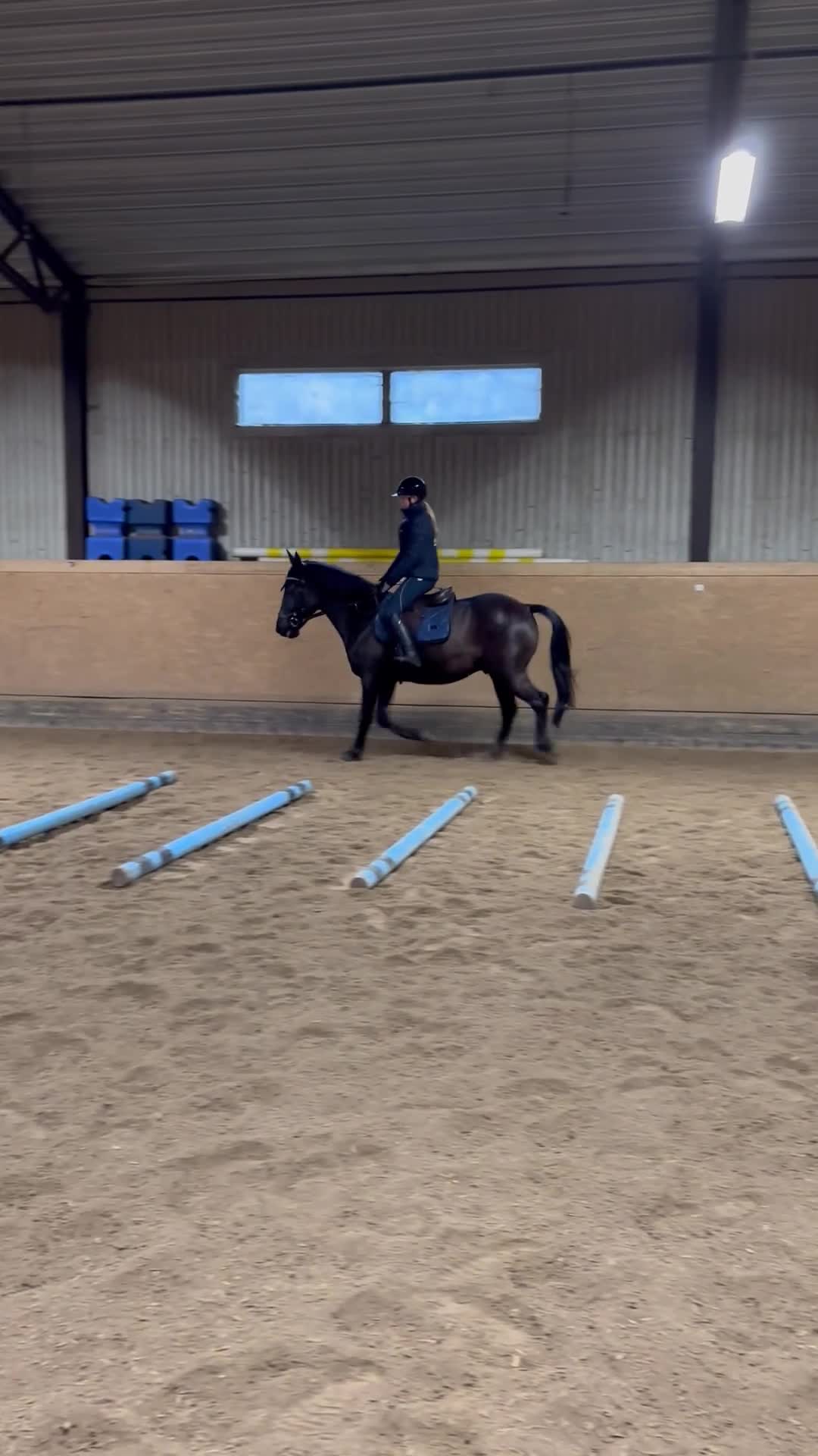 Allround hästar till salu: Fin D-ponnyvalack söker nytt hem 🤩 - Video 2