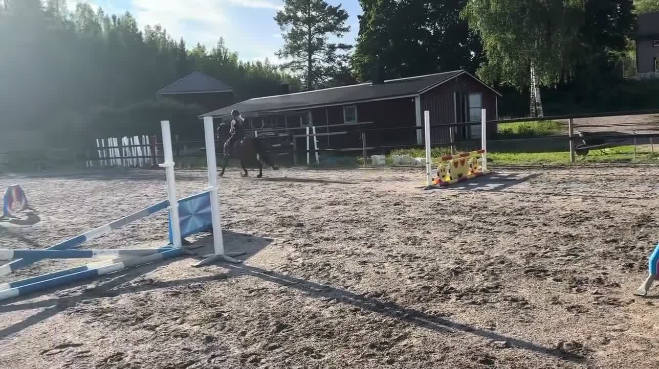  foderhäst finnes: Snällt sto med personlighet söker fodervärd🌟 - Video 3