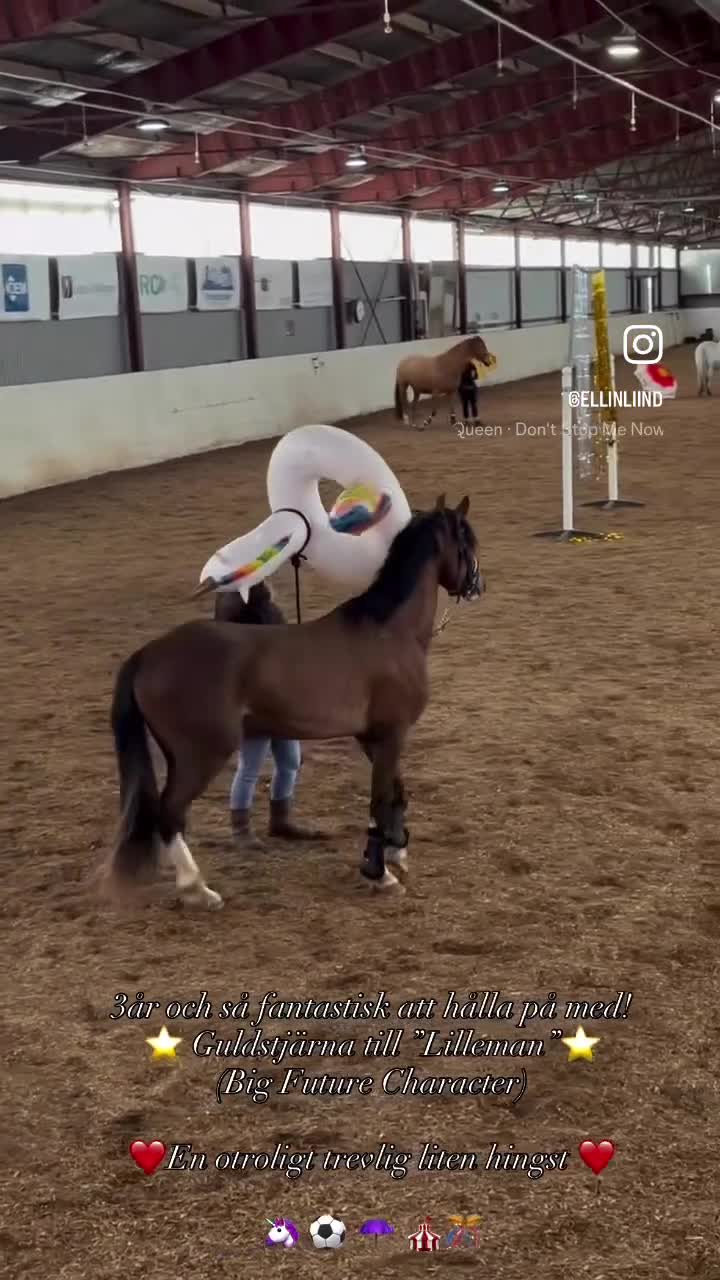 Allround hästar till salu: Drömläge - Video 3