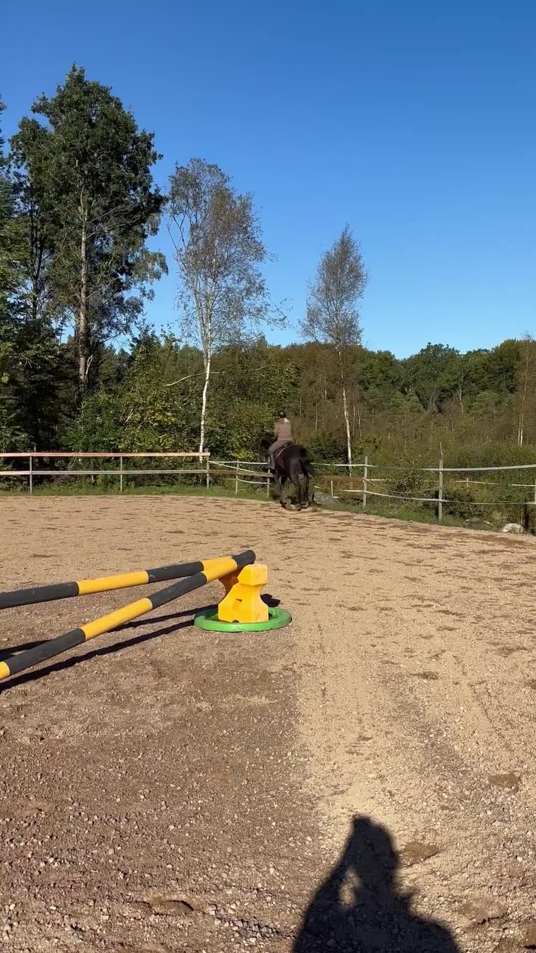 Hoppning hästar till salu: Trevligt sto född -20 ( Ike - Camaro )  - Video 4