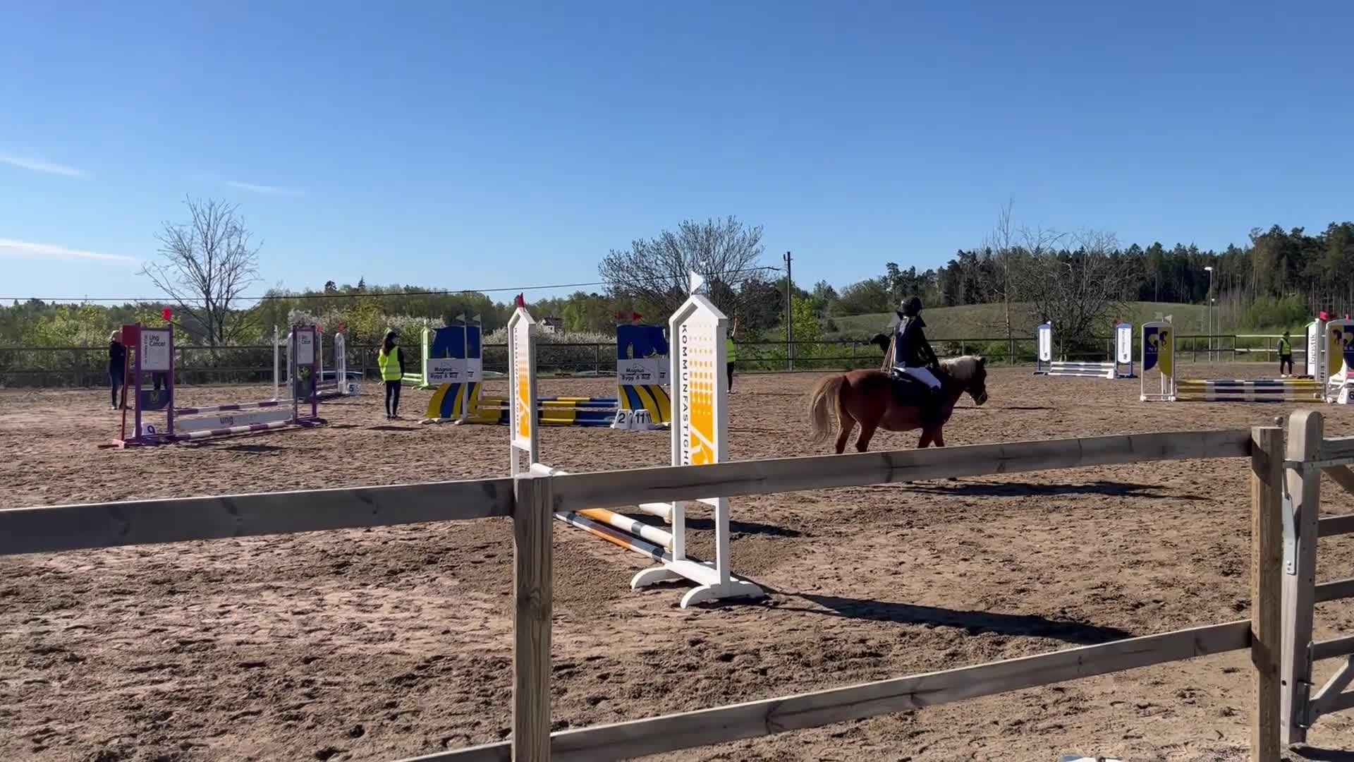 Allround hästar till salu: Ponny med egen vilja söker nytt hem  - Video 1