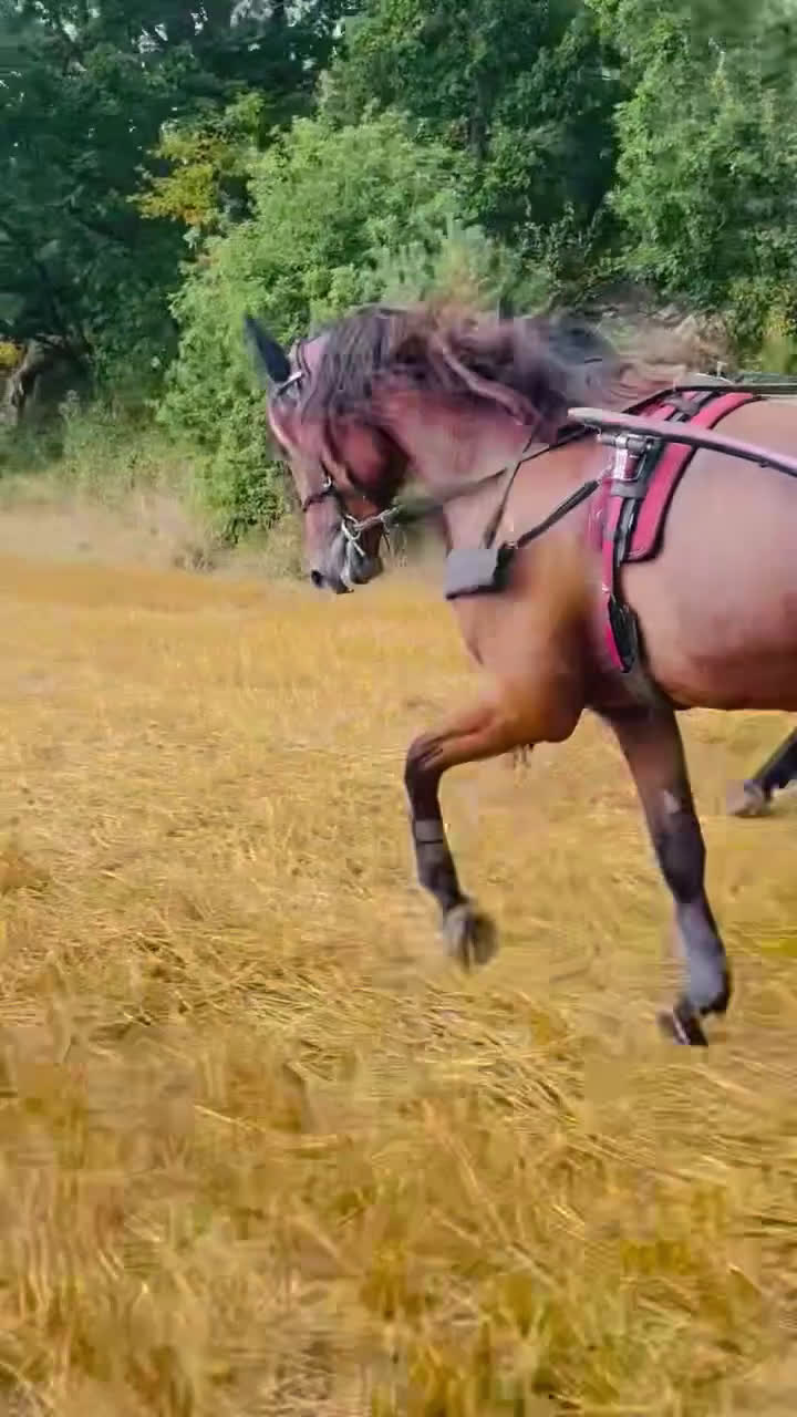 Trav hästar till salu: Starthäst  i Nossebro - Video 1