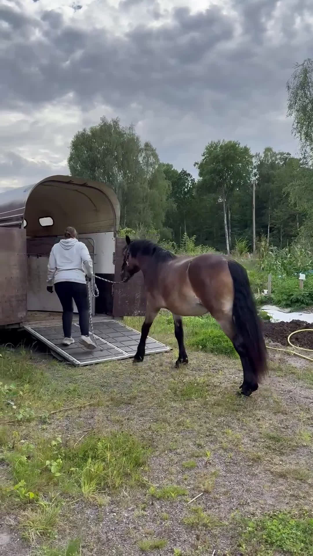 Allround hästar till salu: Lovande Nordsvenskt sto för ridning och sällskap i Broby - Video 3
