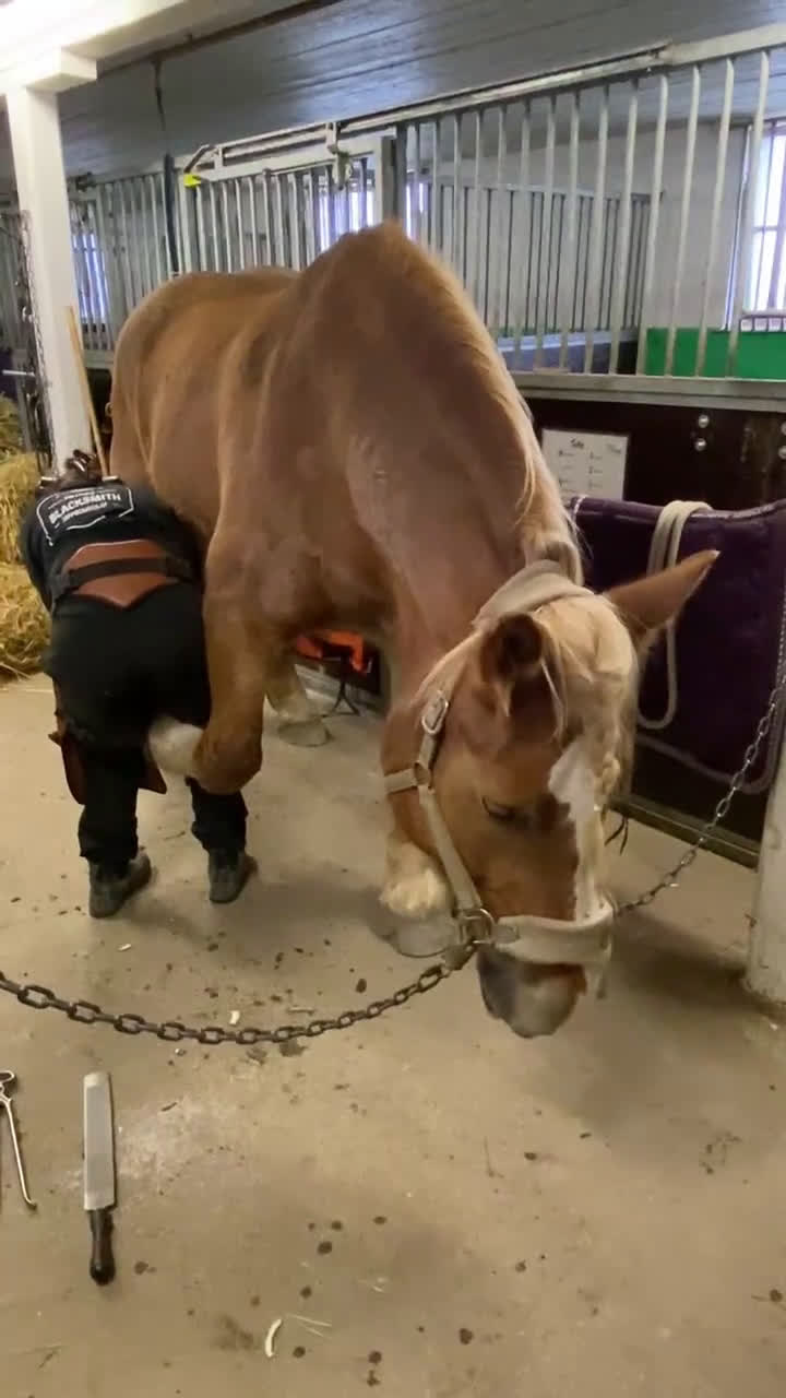 Allround hästar till salu: Allsidigt ardennersto - Sänkt pris i Alunda - Video 3