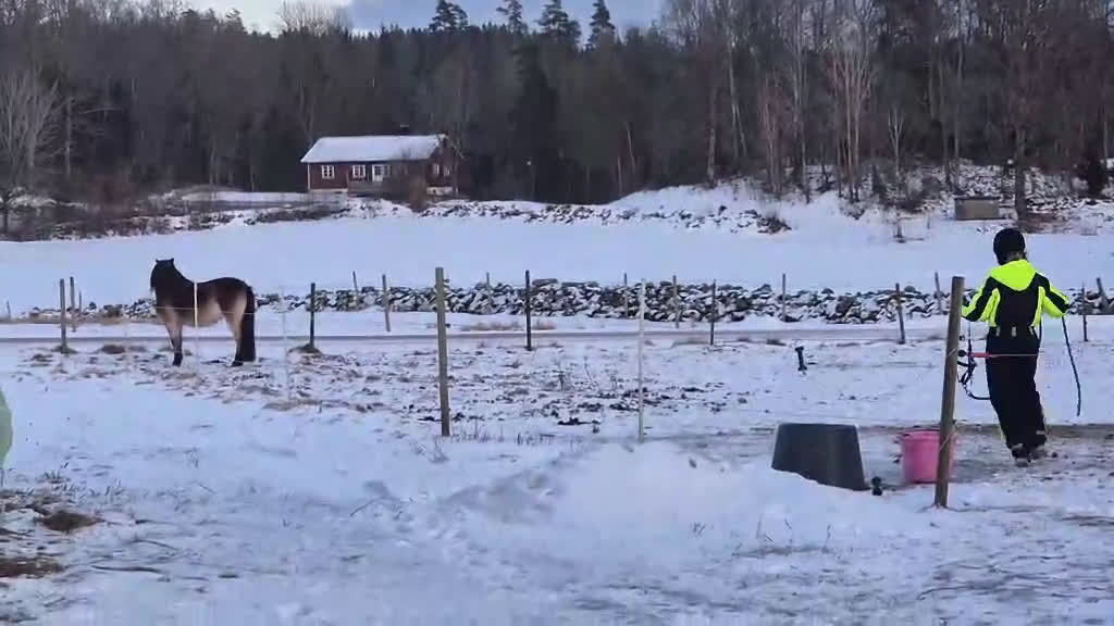 Allround hästar till salu: Gotlandsruss sto - Video 1