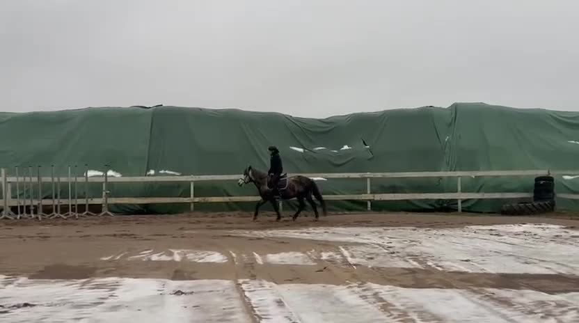 Allround hästar till salu: Snäll häst med potential  - Video 2