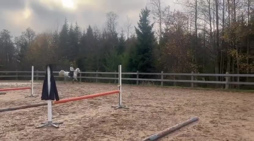 Hoppning hästar till salu: Häftig prisplockare - Video 1