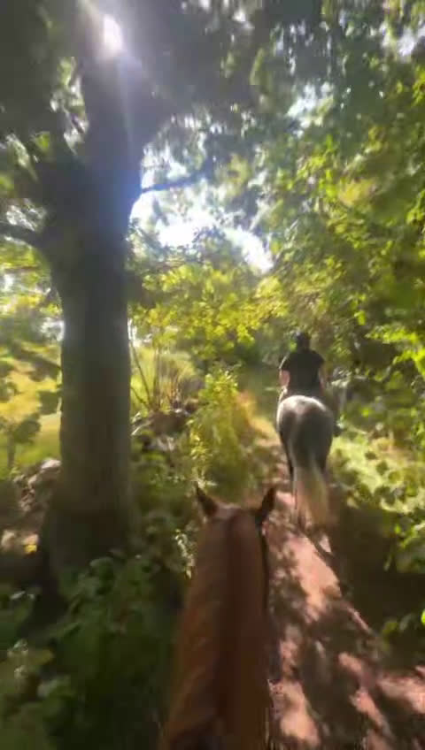 Allround hästar till salu: Frieserkorsning - Video 1