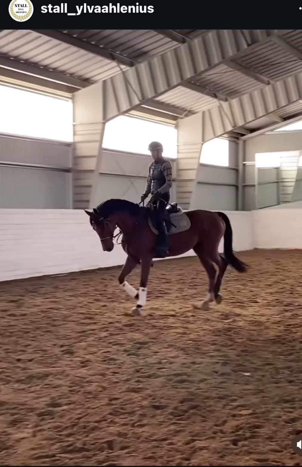 Hoppning hästar till salu: Underbar valack med potential & utstrålning! - Video 1