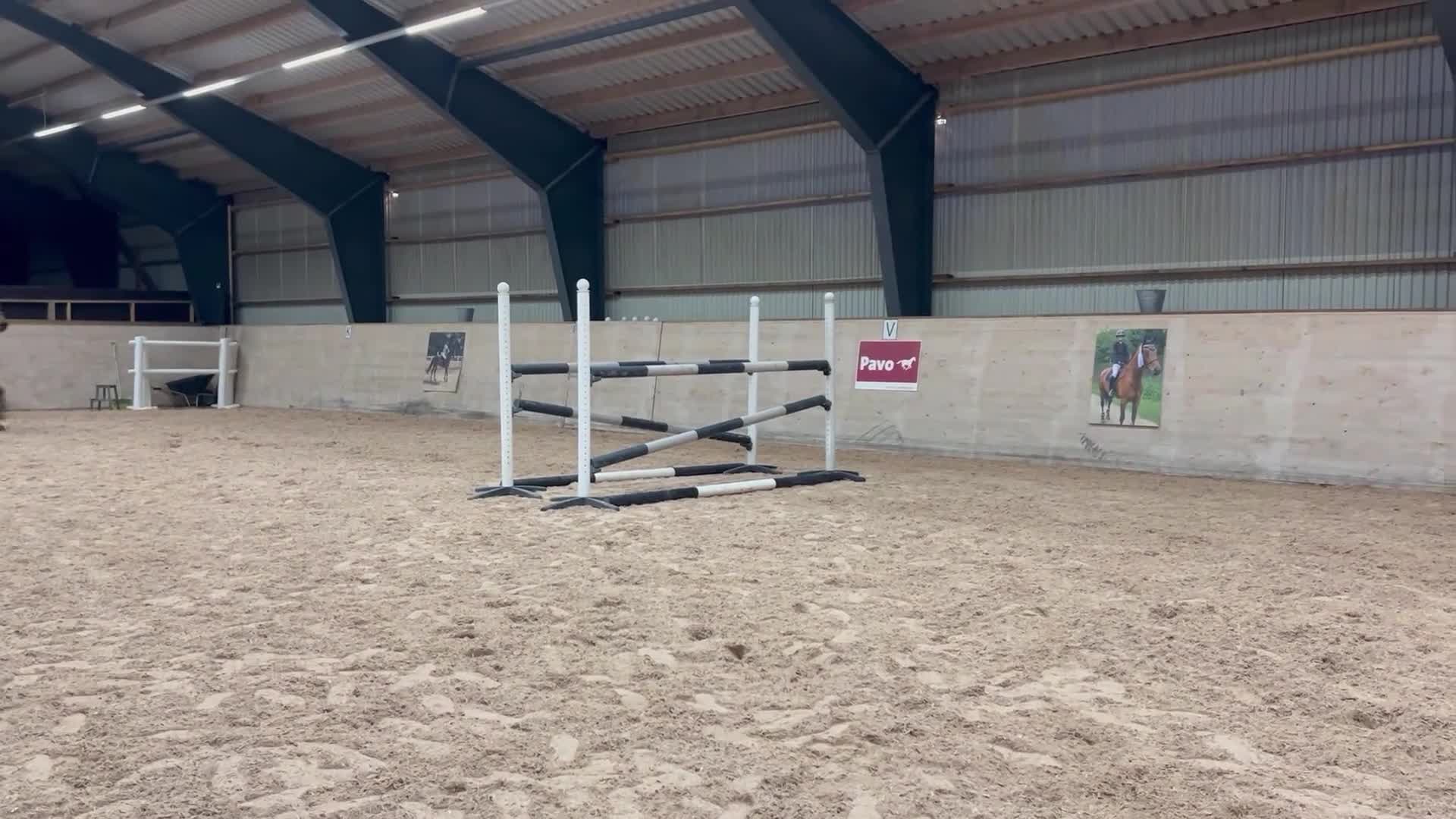 Hoppning hästar till salu: Häst för framtiden - Video 1