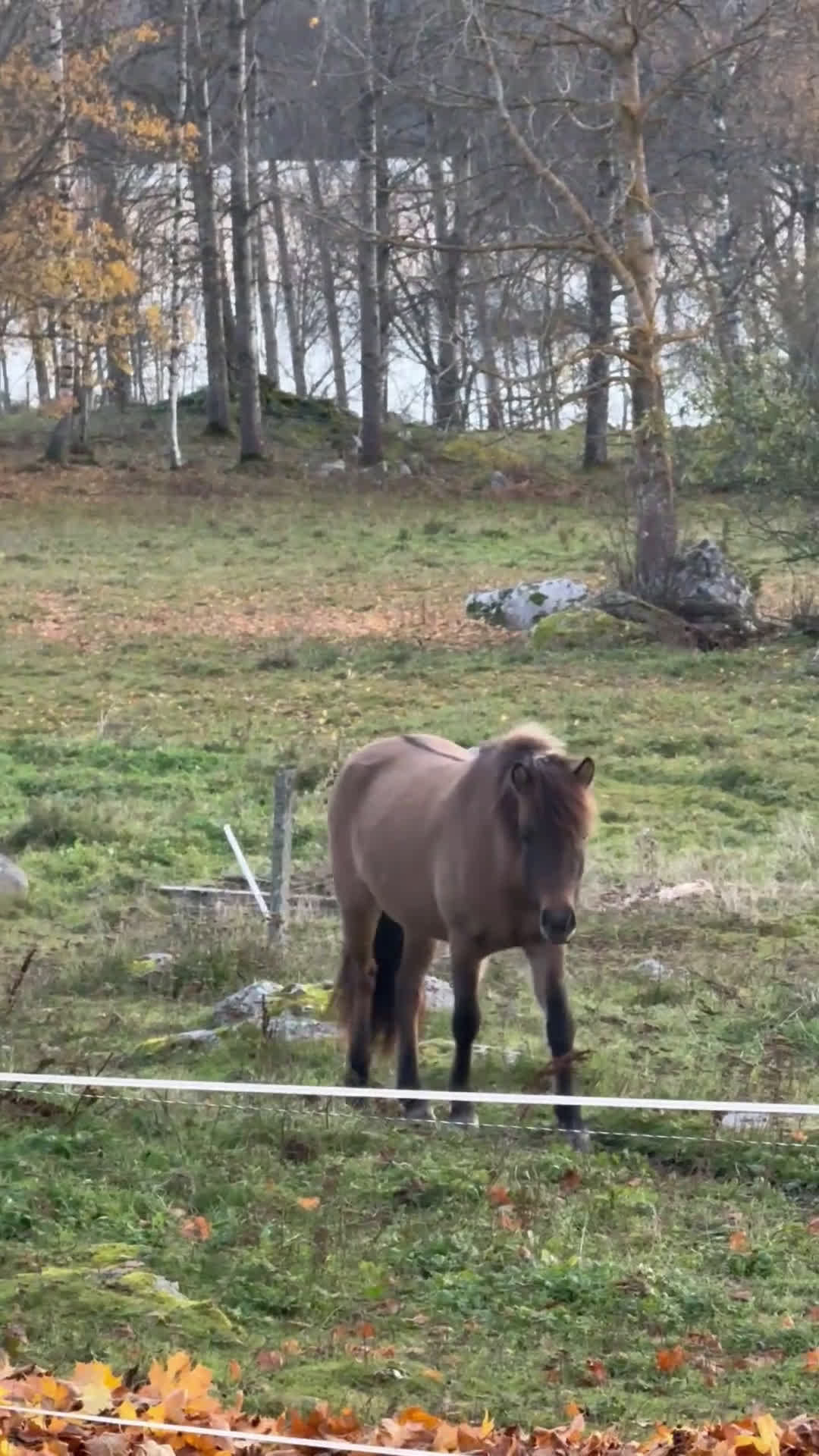 Island hästar till salu: 1  2 årigt  sto i Ramsberg - Video 2