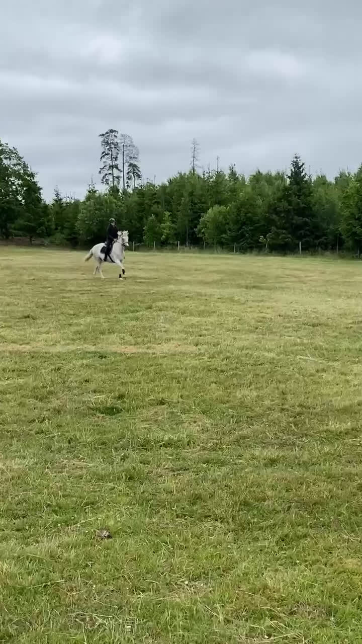 Hoppning hästar till salu: Rolig allroundponny i Norrköping - Video 3