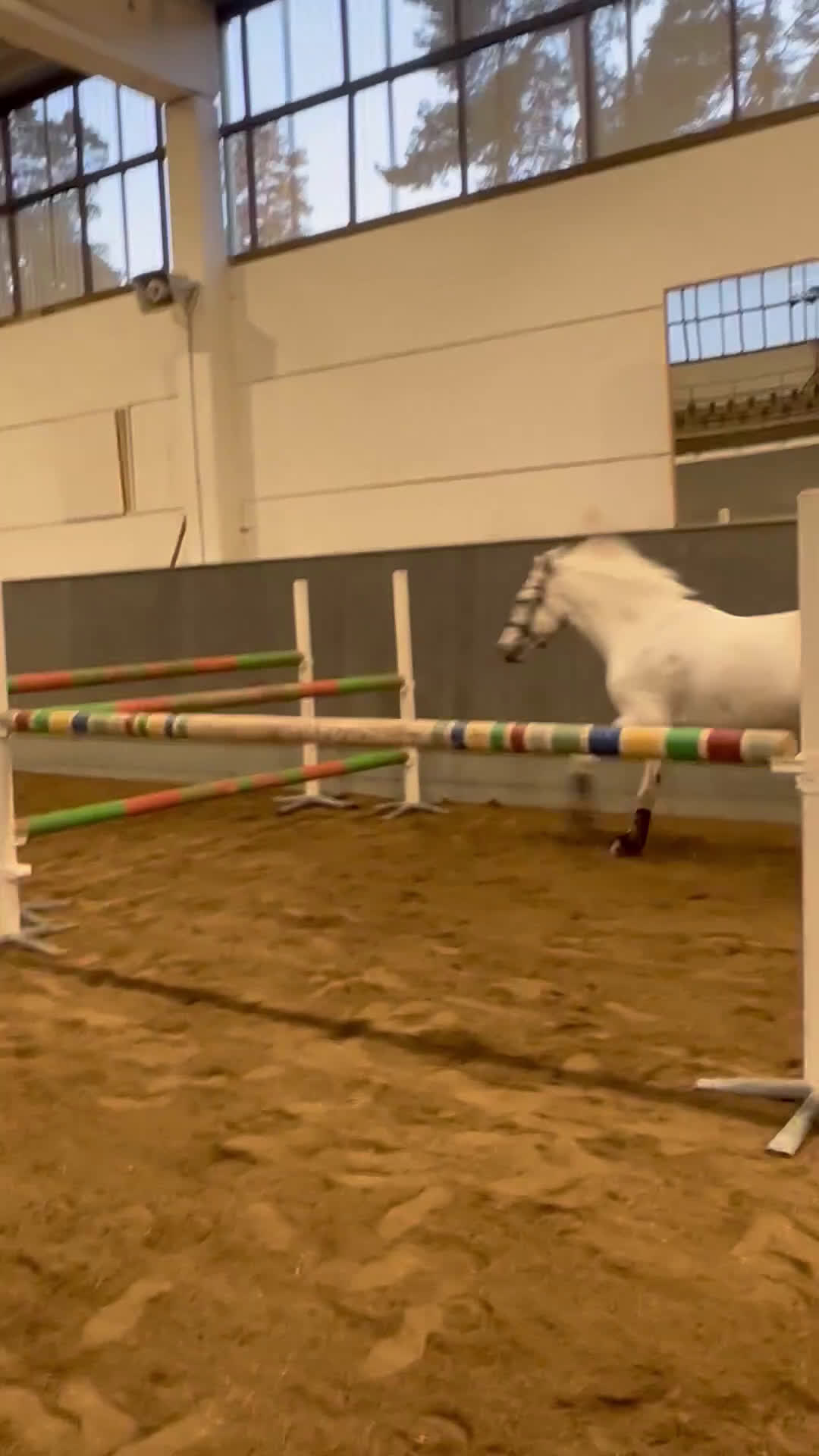 Hoppning hästar till salu: Bombsäker höjdhoppare! i Kalmar - Video 3