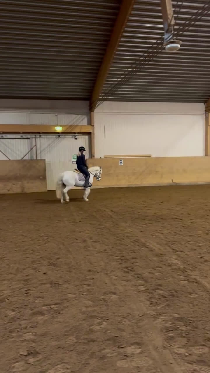 Allround hästar till salu: Fin allround ponny! - Video 5