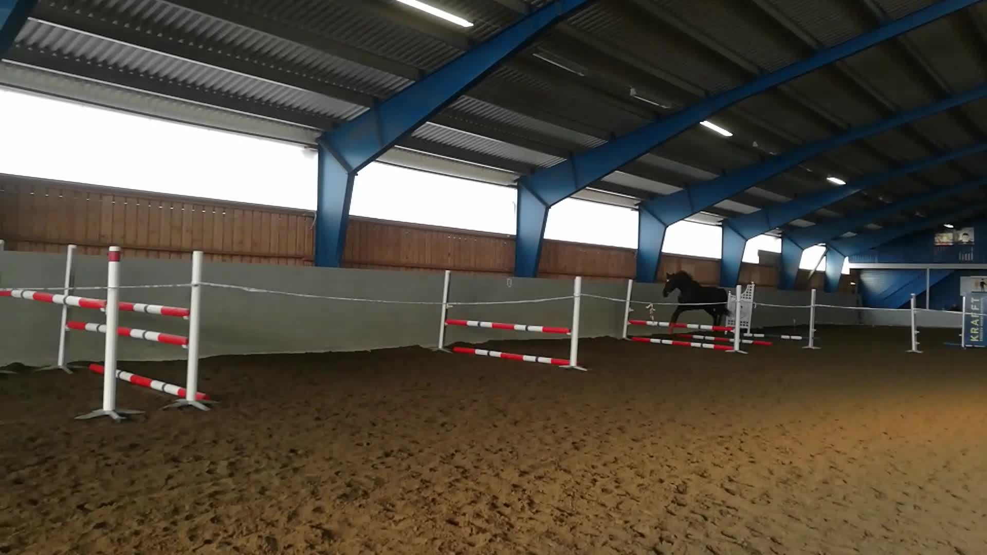 Allround hästar till salu: Snäll, elegant och känslig valack med stort hjärta - Video 2
