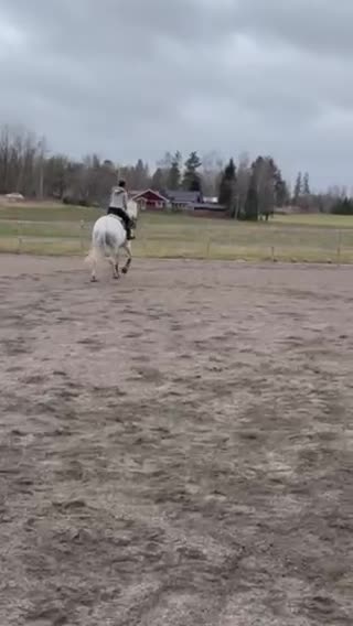 Hoppning hästar till salu: Rutinerad läromästare/ Lyxig kompis - Video 1