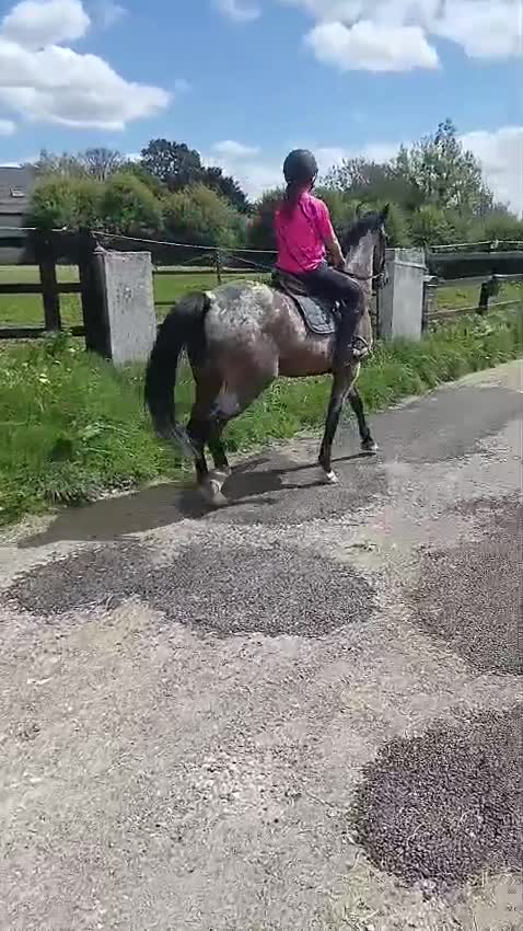 Hoppning hästar till salu: Ljuvlig 5åring 🌸 - Video 5