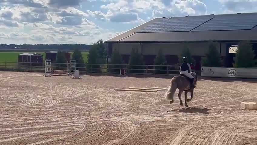 Allround hästar till salu: Snäll B-ponny i Kolmården - Video 3